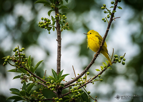Yellow Warbler