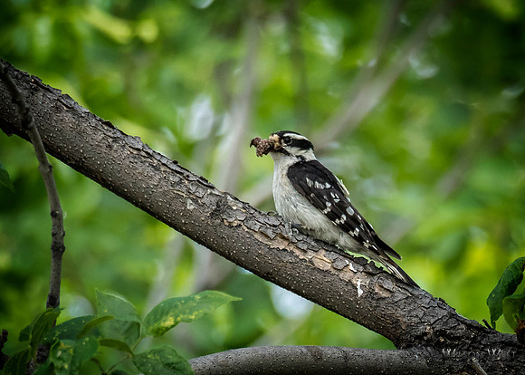 Downy Woodpecker