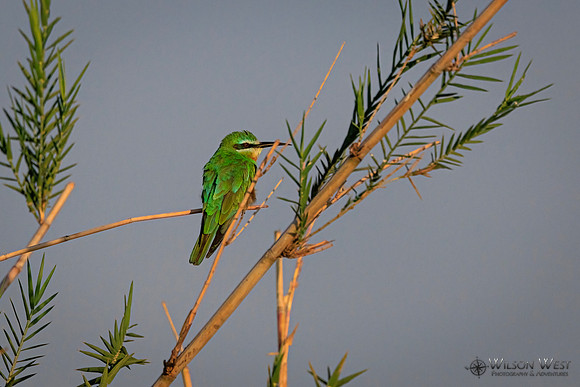 Blue-cheeked Bee-eater