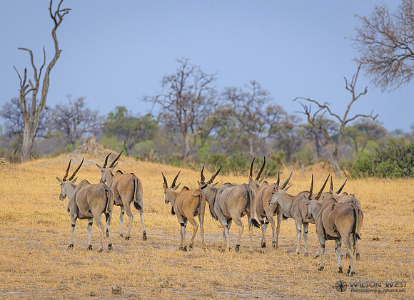 Eland