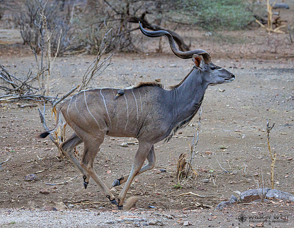 Greater Kudu
