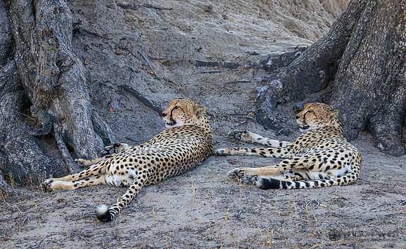 Cheetah