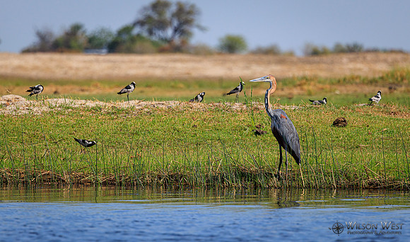 Blacksmith Lapwing, Goliath Heron
