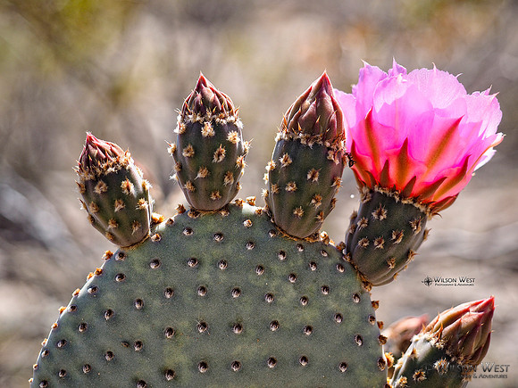 Beavertail Cactus