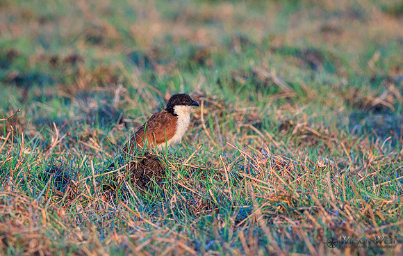 Senegal Coucal