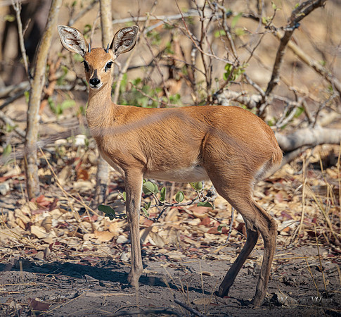 Steenbok