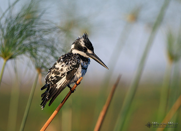 Pied Kingfisher