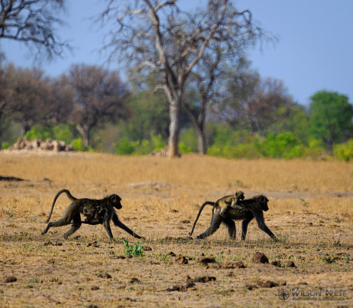 Baboon