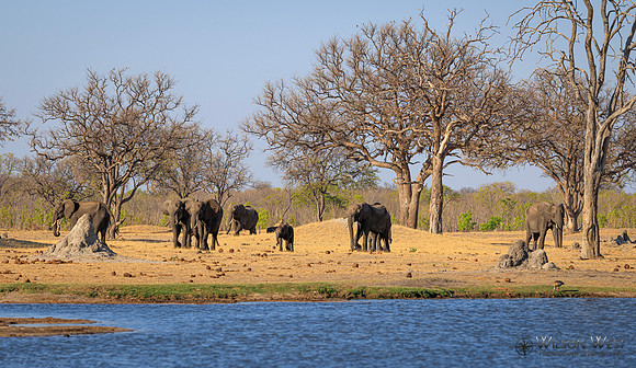 Elephant