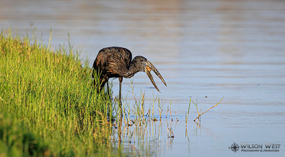 Openbill Stork