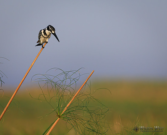 Pied Kingfisher