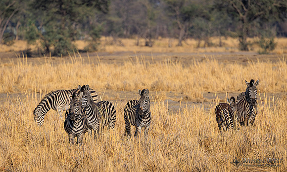 Burchell's Zebra