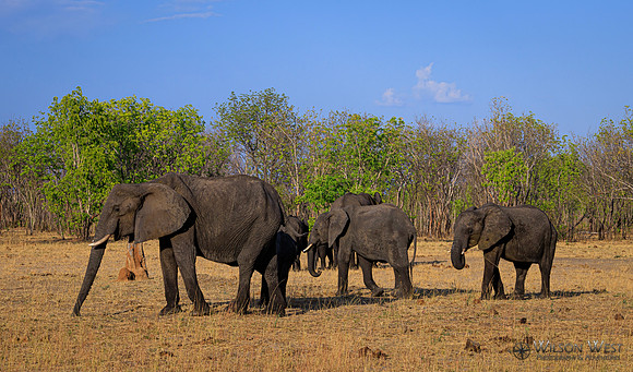 Elephant