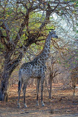 Giraffe