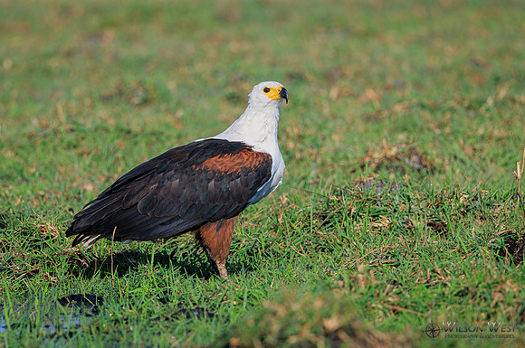 African Fish Eagle