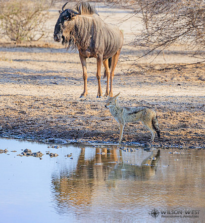 Blue Wildebeest, Black-backed Jackal