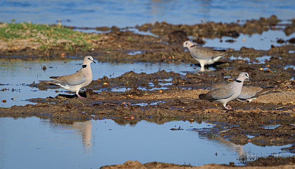 Collared Mourning Dove