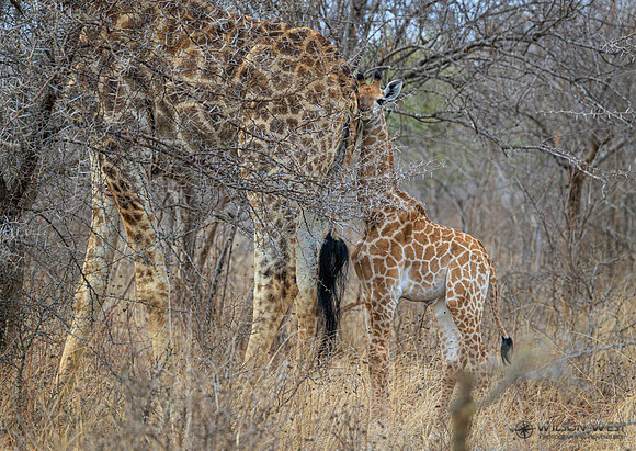 Giraffe
