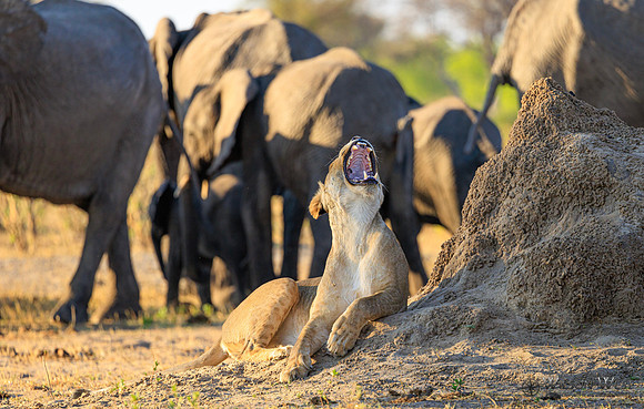Lion, Elephant
