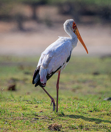 Yellow-billed Stork
