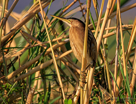 Little Bittern