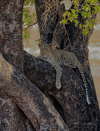 Leopard