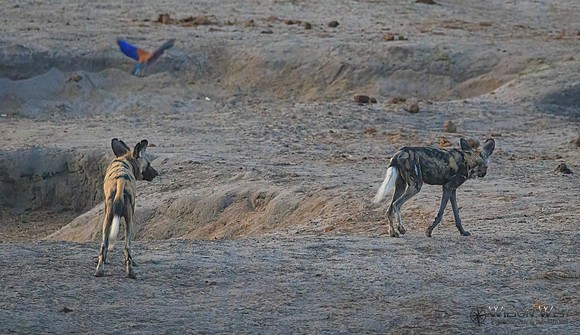 African Wild Dog