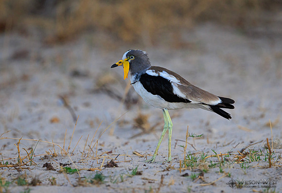 White-crowned Lapwing