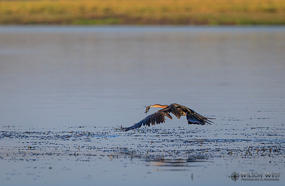 African Darter