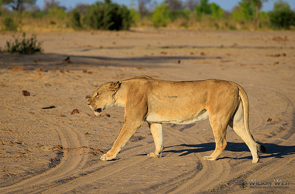 Lion