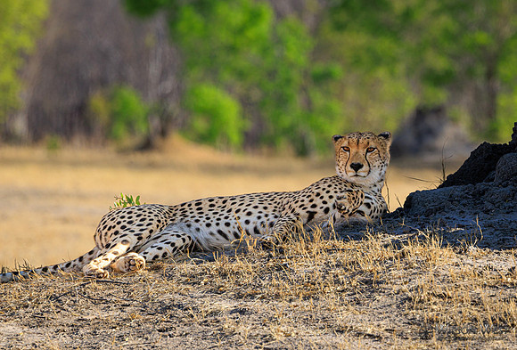 Cheetah