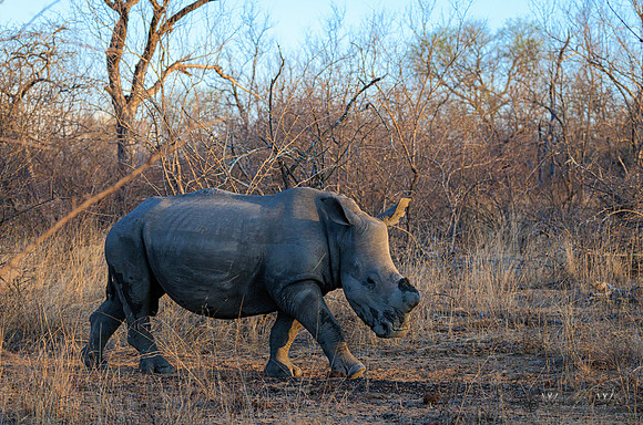 White Rhinoceros