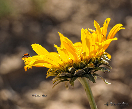 Sunray and Ladybug