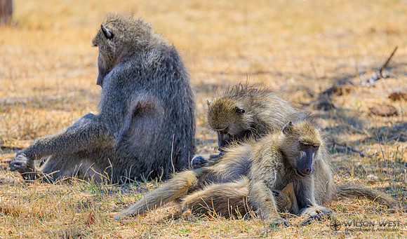 Baboon
