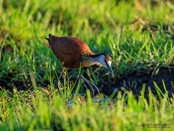 Jacana