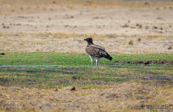 Hawk-eagle