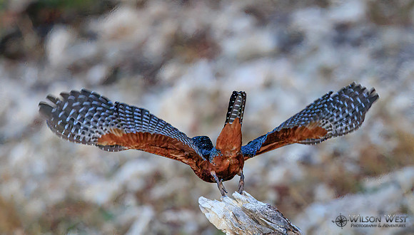 Giant Kingfisher