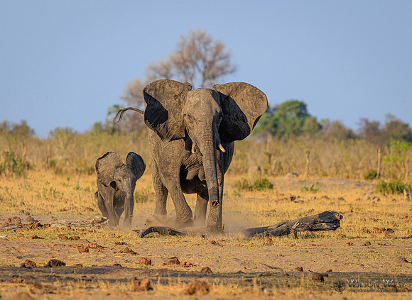 Elephant