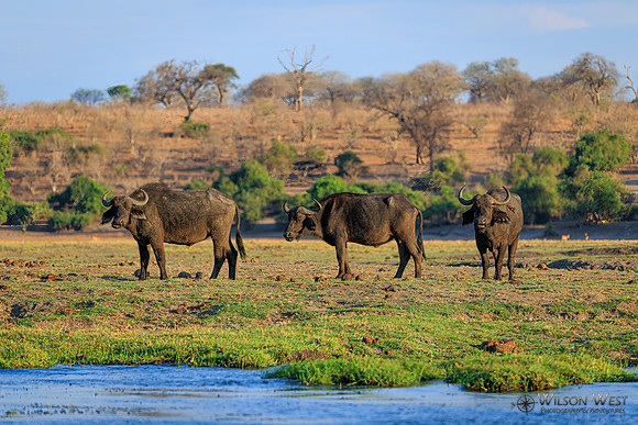 Cape Buffalo