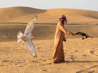 Falcon