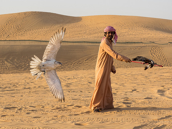 Falcon