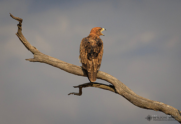 Tawny Eagle