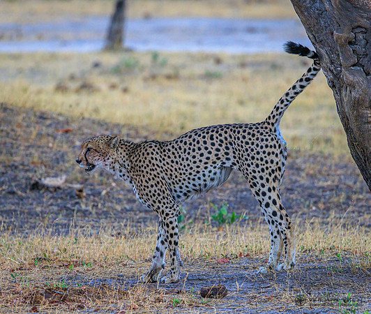 Cheetah
