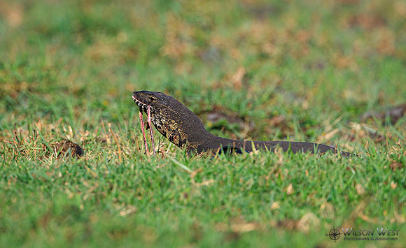 Water Monitor