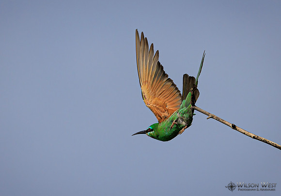 Blue-cheeked Bee-eater