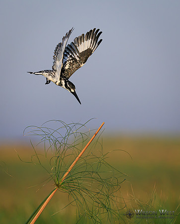 Pied Kingfisher