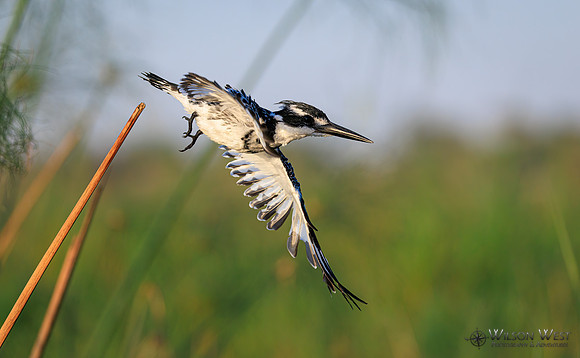 Pied Kingfisher