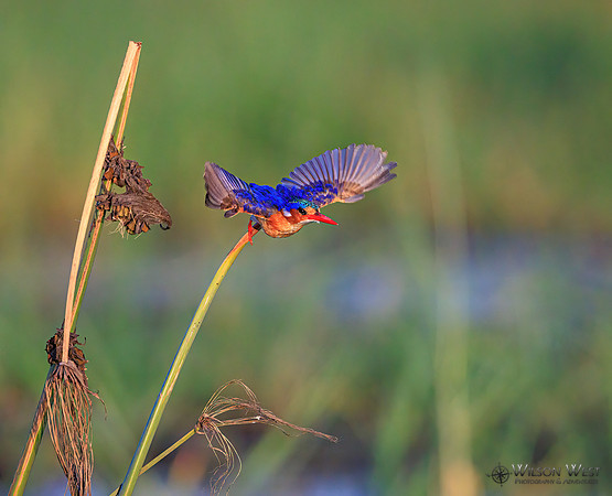 Malachite Kingfisher