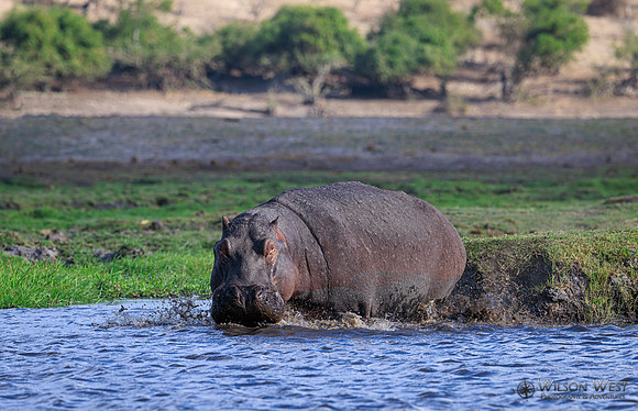 Hippopotamus