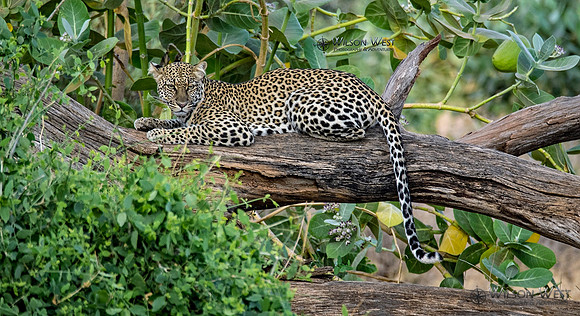 Leopard